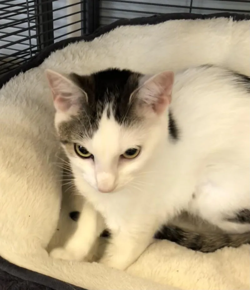 A young medium-sized female Tabby (Brown / Chocolate) Domestic Short Hair cat named Willa for adoption in Parma, OH