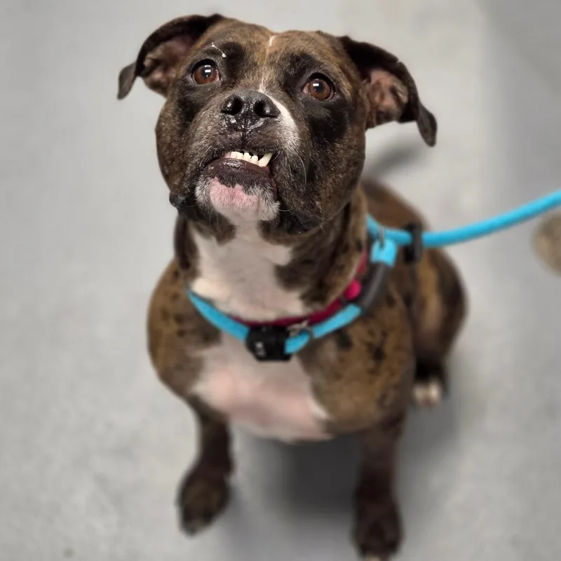 A young medium-sized female Brown / Chocolate Mixed Breed dog named Moon for adoption in Sarasota, FL