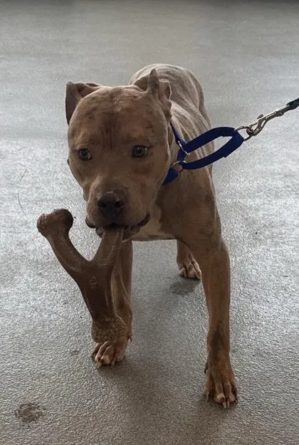 An adult medium-sized male Mixed Breed dog named Wishbone for adoption in West Chester, PA