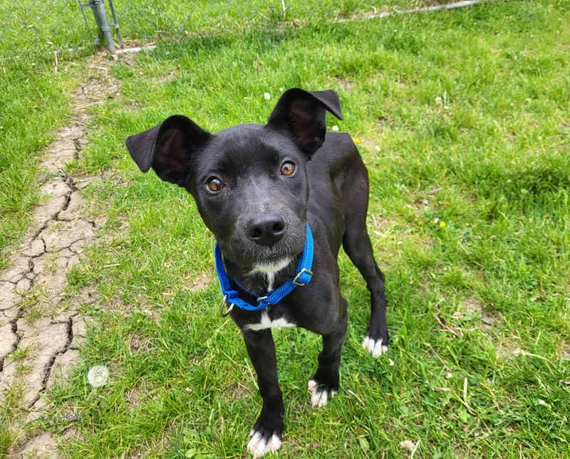 A baby medium-sized female Black Terrier dog named Licorice for adoption in Grayslake, IL