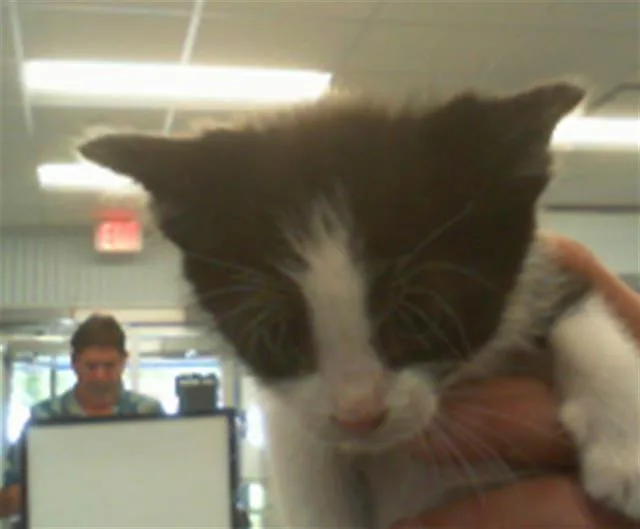 A baby small-sized male Domestic Short Hair cat named Bandit for adoption in Charlotte, NC