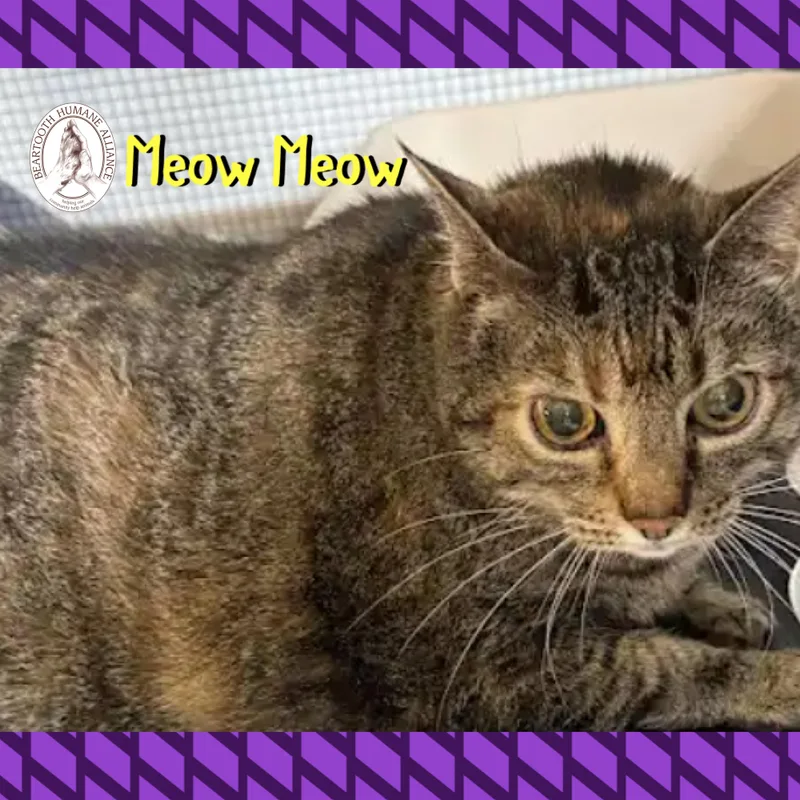 An adult large-sized female Tabby (Brown / Chocolate) Domestic Short Hair cat named Meow Meow for adoption in Red Lodge, MT