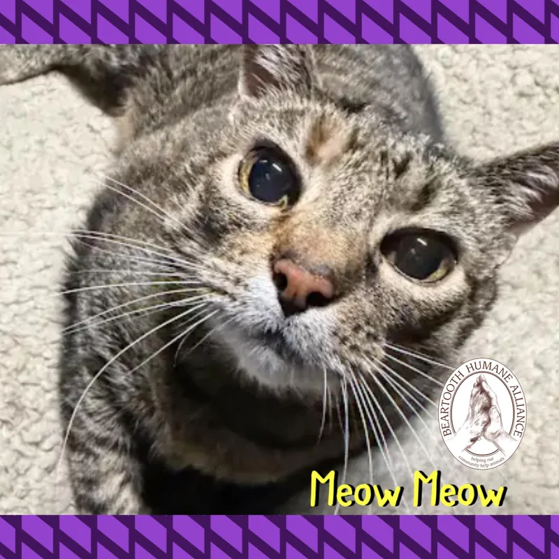 Meow Meow thumbnail 2