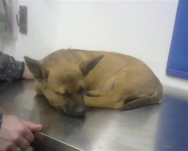 A baby small-sized female Chihuahua dog named Eloise for adoption in Albuquerque, NM