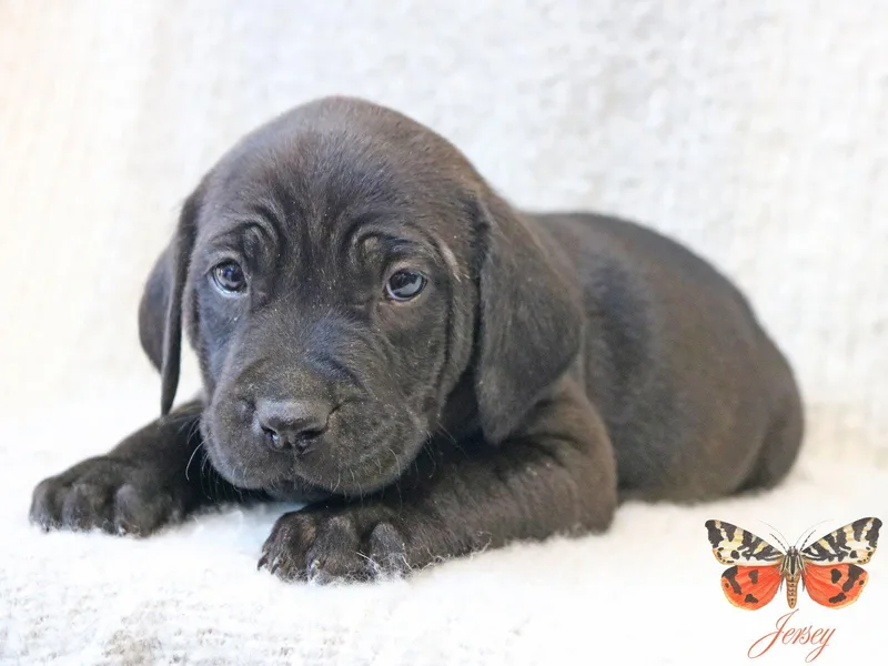 Jersey Wingsoflove thumbnail 2