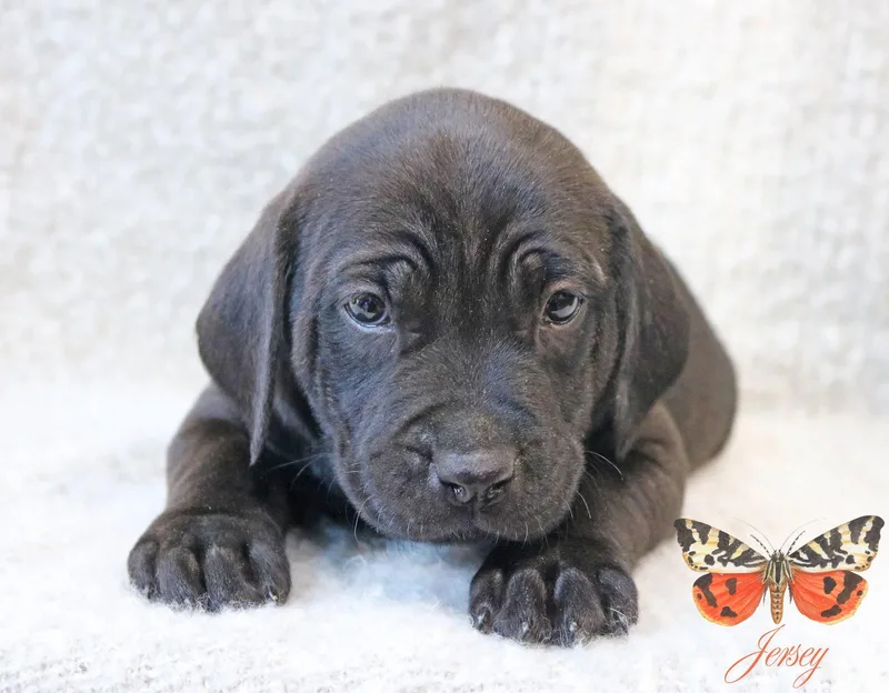 Jersey Wingsoflove thumbnail 3