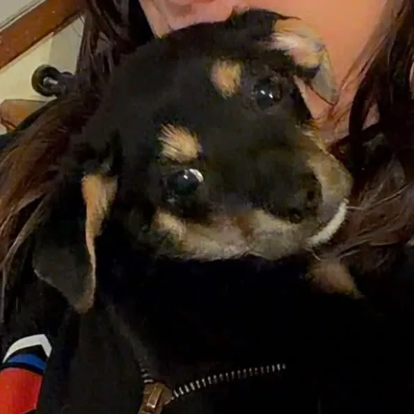 A baby medium-sized female Black Chihuahua dog named Caddy for adoption in Bethlehem, PA
