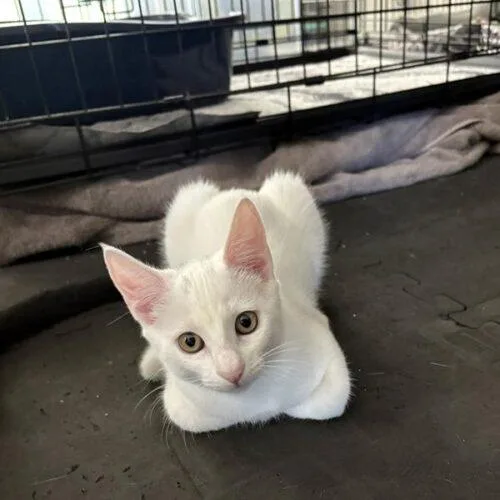 A baby small-sized female White Domestic Short Hair cat named Jellybean for adoption in Tampa, FL
