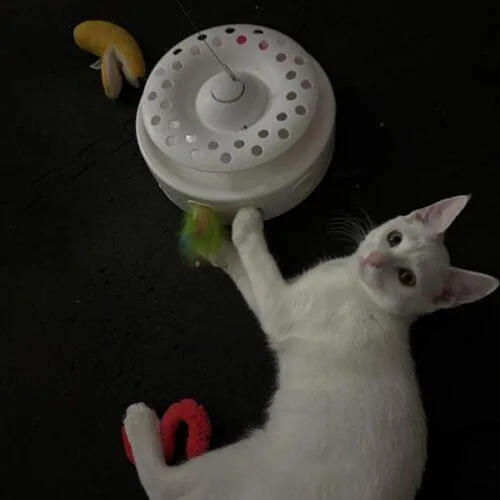 Jellybean thumbnail 3