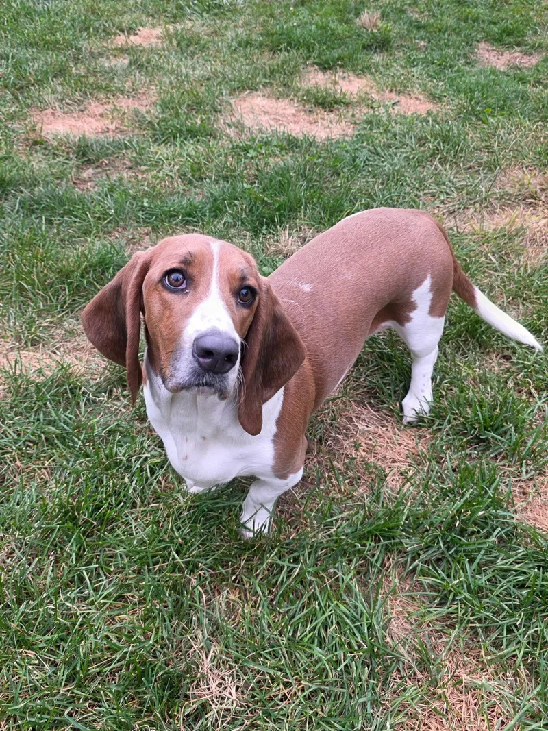 An adult medium-sized female Basset Hound dog named Baylor for adoption in Brookville, OH