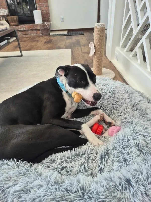 A young medium-sized male Black Pit Bull Terrier dog named Dakota Darling Certified Lover for adoption in Friendswood, TX