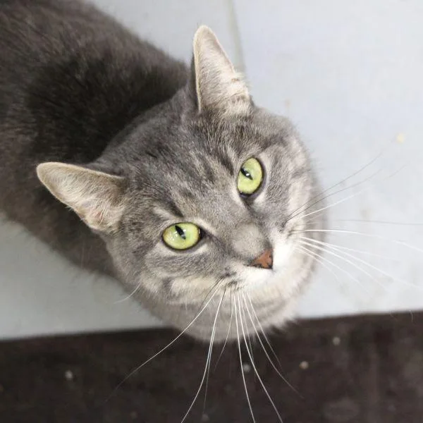 A young small-sized female Domestic Short Hair cat named Zoey for adoption in Des Moines, IA