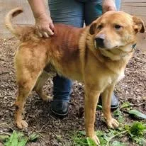 An adult medium-sized male Labrador Retriever dog named Jake for adoption in Mountain City, TN