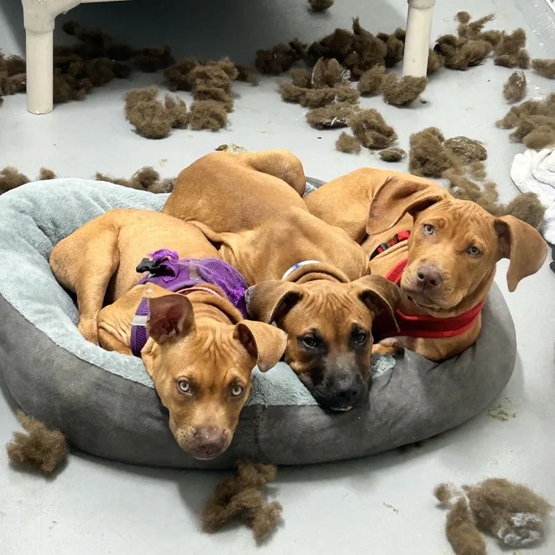 A baby small-sized male Black Mouth Cur dog named Vulpix for adoption in Troy, VA