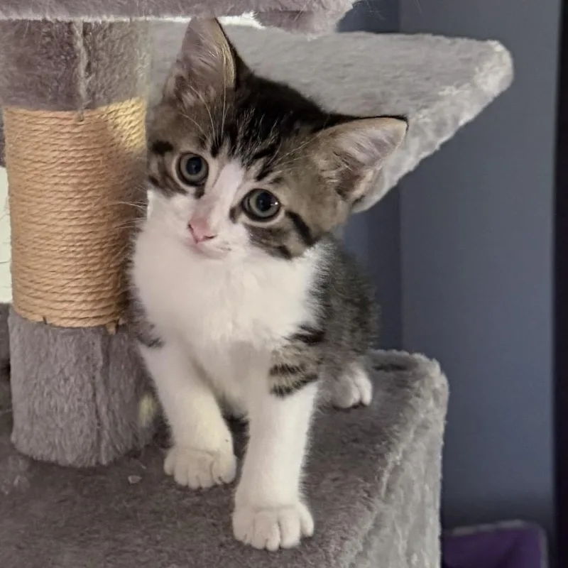 A baby small-sized male Brown / Chocolate Domestic Short Hair cat named Jordan for adoption in Potomac, MD