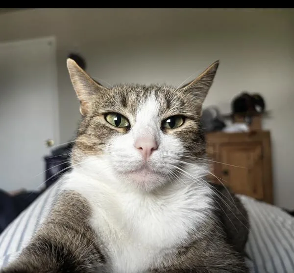An adult medium-sized female Domestic Short Hair cat named Renera  Bonded Buddy for adoption in Des Moines, IA