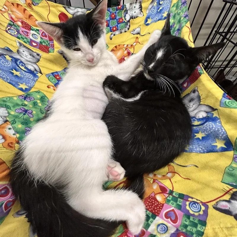 A baby small-sized female White Domestic Short Hair cat named Quill for adoption in Fayetteville, GA