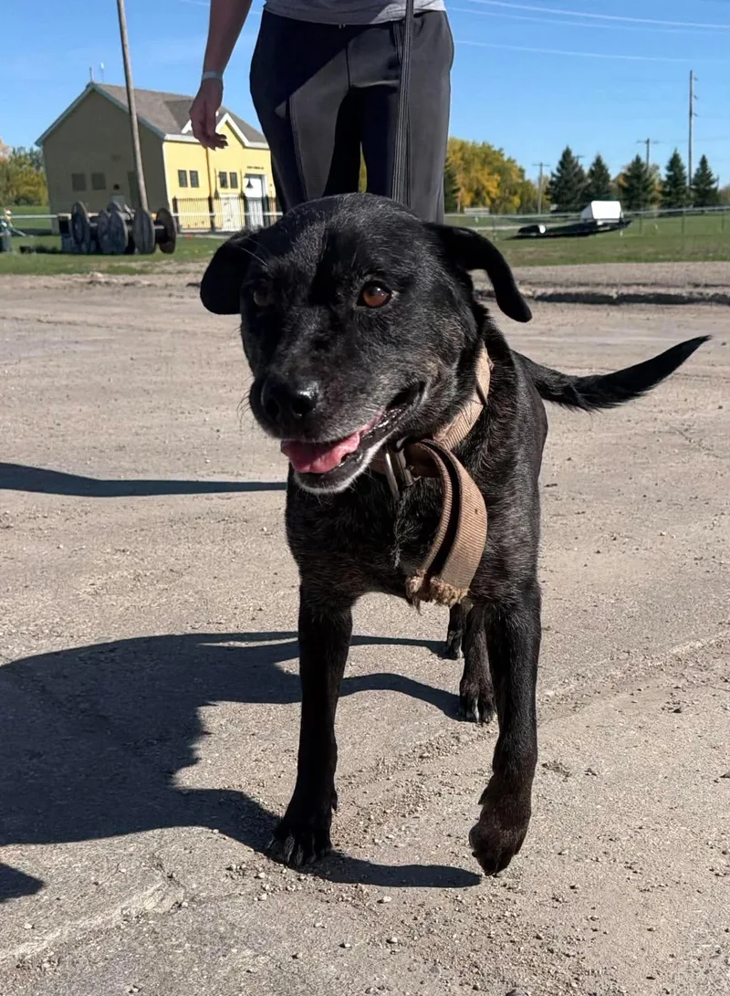 An adult medium-sized female Cattle Dog named Lindi for adoption in Grand Forks, ND