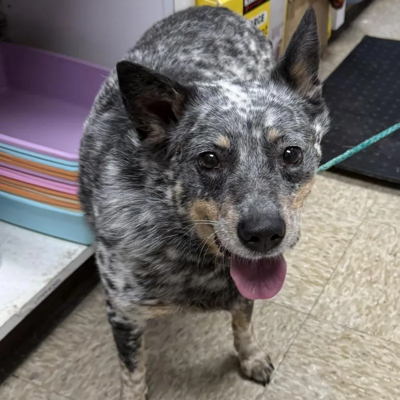 An adult medium-sized female Black Cattle Dog dog named Dog for adoption in Bullhead City, AZ