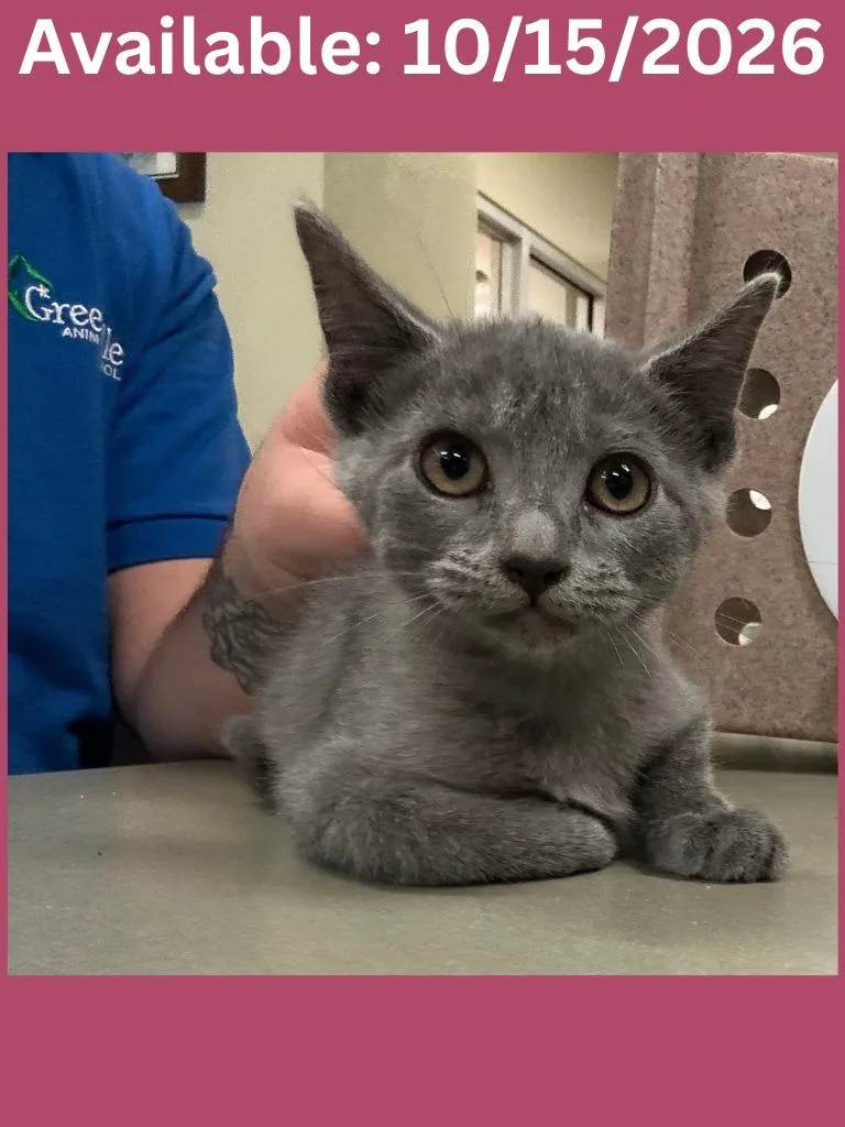 A baby medium-sized female Domestic Short Hair cat named Cat Condo for adoption in Greenville, TX