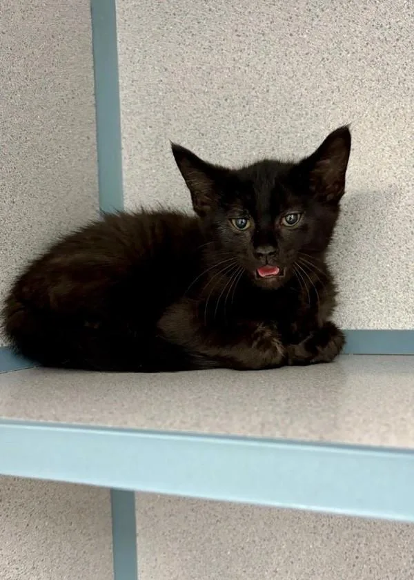 A baby small-sized male Domestic Short Hair cat named Jersey for adoption in Skillman, NJ
