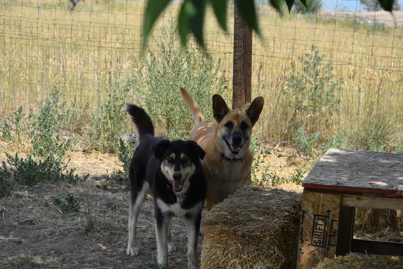 An adult large-sized female Tricolor (Brown, Black, & White) Husky dog named Roxy for adoption in Salmon, ID