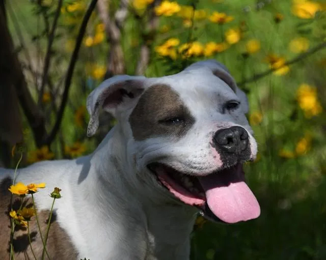 An adult large-sized male Pit Bull Terrier dog named Rolo for adoption in Ocala, FL