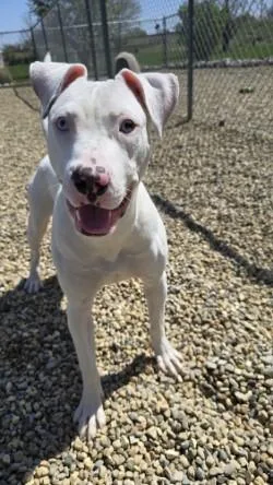An adult medium-sized female White / Cream Pit Bull Terrier dog named Piglet for adoption in Lincoln, IL
