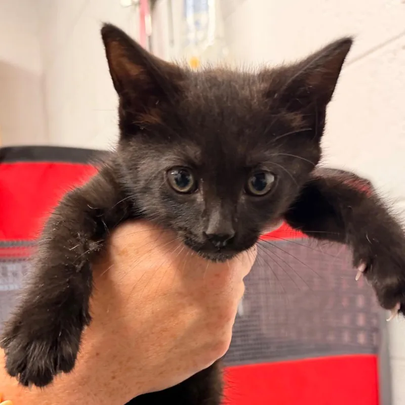 A baby small-sized male Black Domestic Short Hair cat named Peanut for adoption in Evensville, TN