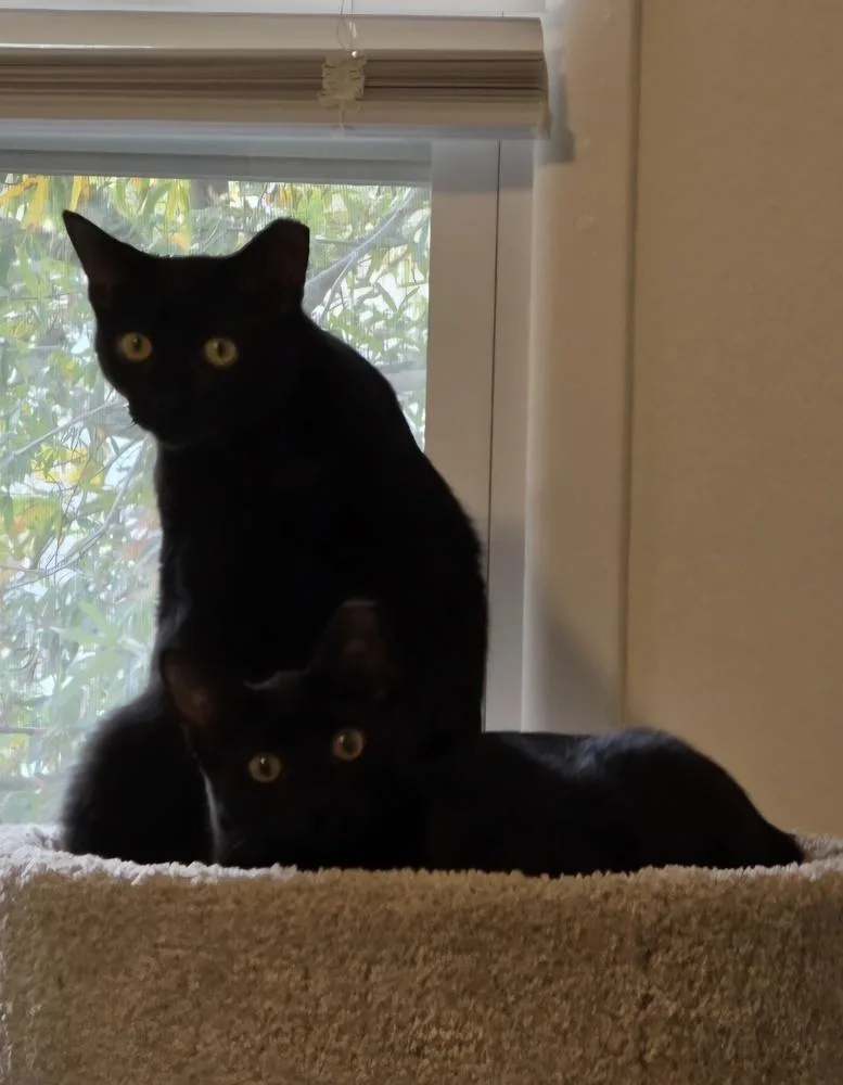 An adult small-sized female Black Domestic Short Hair cat named Mimi for adoption in Virginia Beach, VA