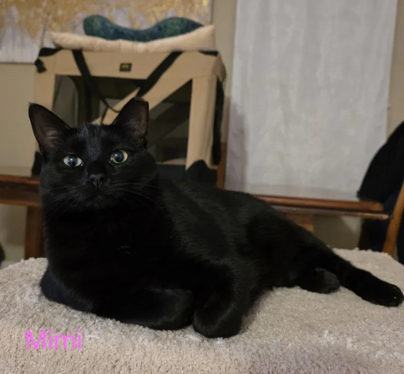 Mimi thumbnail 3