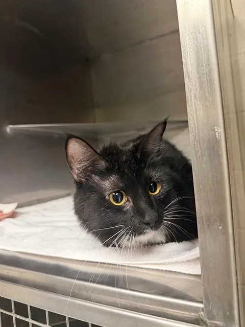 An adult small-sized male Domestic Short Hair cat named Whiskers for adoption in Conroe, TX