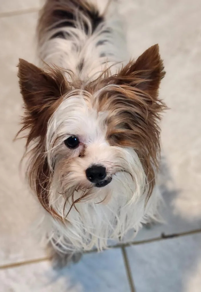 An adult small-sized female Yorkshire Terrier dog named Cupcake for adoption in Walnutport, PA