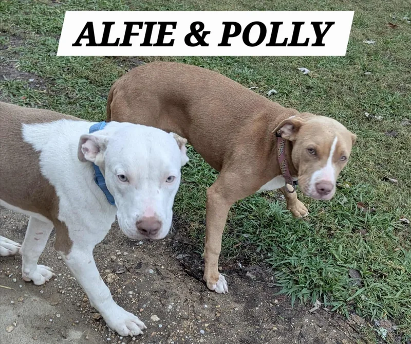 Alfie thumbnail 4