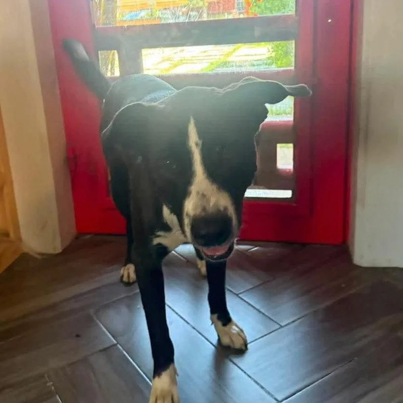 A young medium-sized male Mixed Breed dog named Bentley for adoption in PLAINFIELD, CT