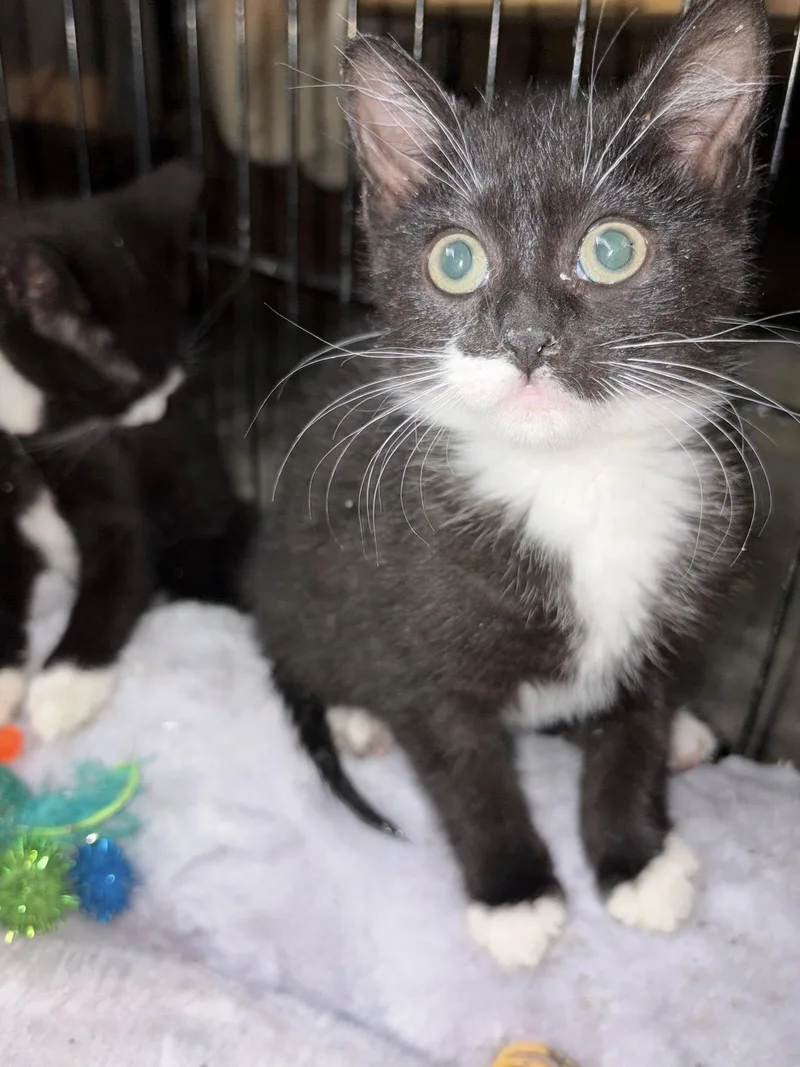 A baby small-sized female Black & White / Tuxedo Domestic Short Hair cat named Charlotte for adoption in Somerset, NJ