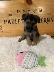 A baby medium-sized male Mixed Breed dog named Reflective Blue for adoption in Hot Springs, SD