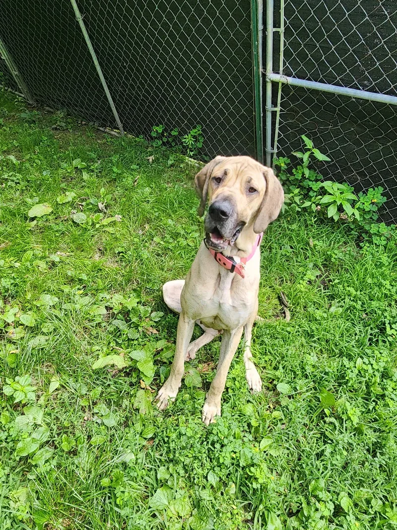 A young extra large-sized female Great Dane dog named Leah for adoption in New Castle, PA