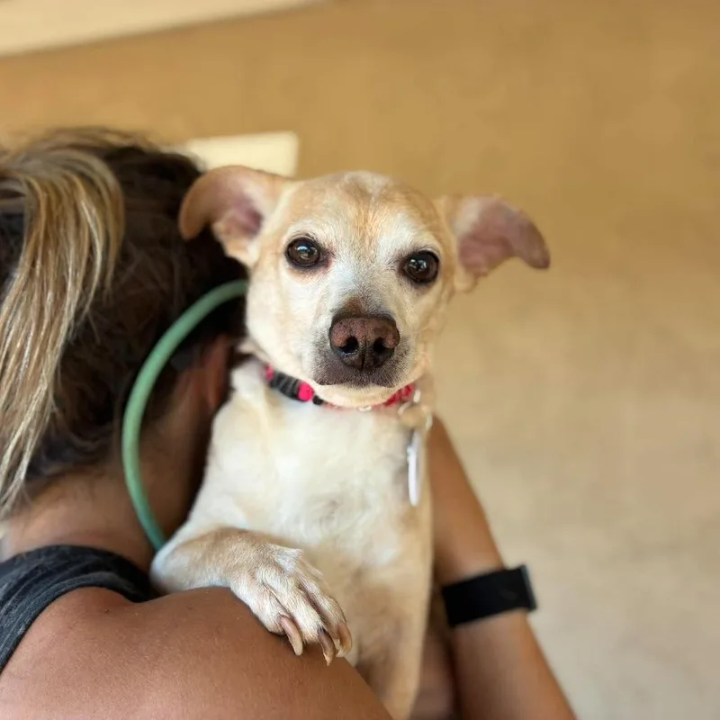 A senior small-sized male Yellow / Tan / Blond / Fawn Chihuahua dog named Alacazam for adoption in Ramona, CA
