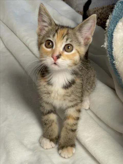 A baby small-sized female Domestic Short Hair cat named Peach for adoption in Woodland, CA