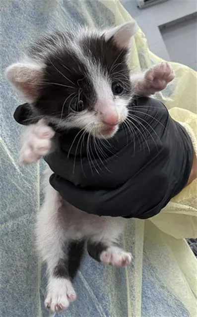 A baby medium-sized male Domestic Short Hair cat named Oreo for adoption in Dallas, TX