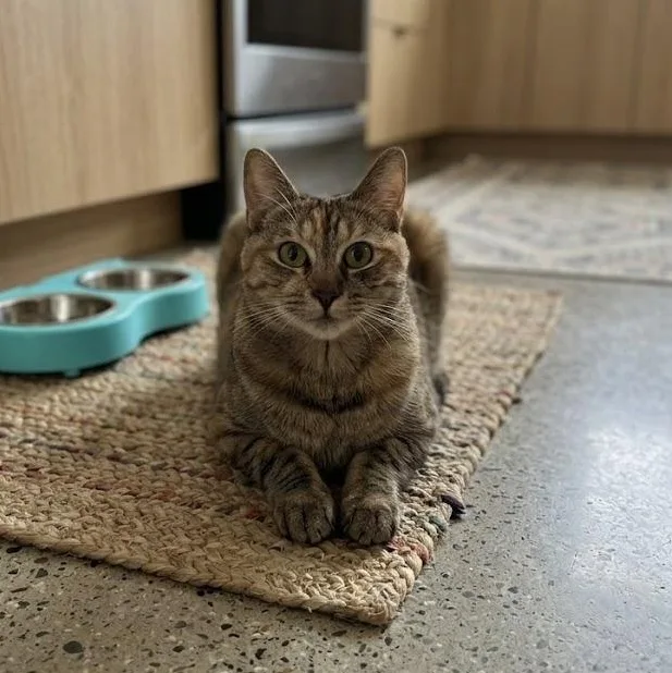 A young medium-sized female Tabby (Brown / Chocolate) Domestic Short Hair cat named Diamond for adoption in Los Angeles, CA