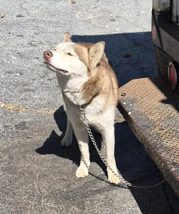 An adult large-sized male Siberian Husky dog named Pen Clover for adoption in Lawrenceville, GA