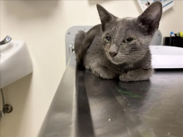 A baby small-sized male Domestic Short Hair cat named Sticky for adoption in Chapel Hill, NC