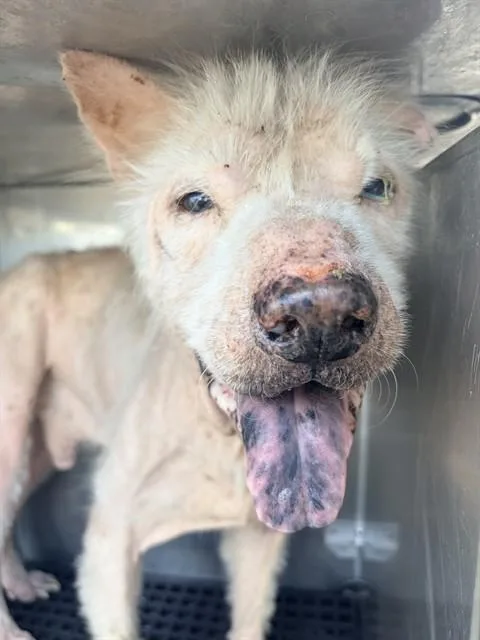 A young medium-sized male Mixed Breed dog named Buzz for adoption in Dallas, TX