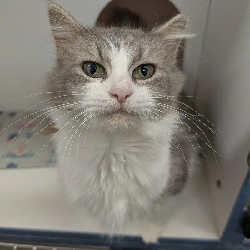 An adult medium-sized female Domestic Medium Hair cat named Lilypad for adoption in New Castle, DE