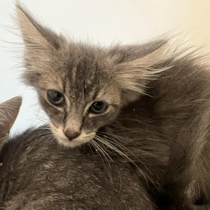 A baby small-sized male Gray / Blue / Silver Domestic Long Hair cat named Orange Collar for adoption in Pasadena, CA