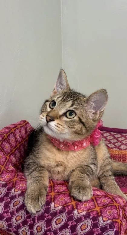 A baby medium-sized female Domestic Short Hair cat named Jazzy for adoption in Picayune, MS