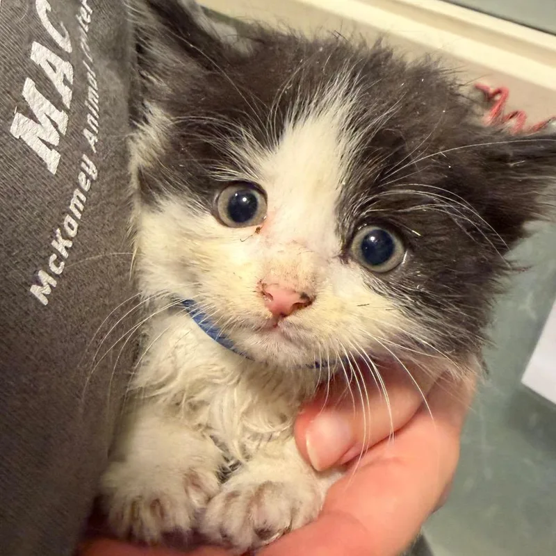 A baby small-sized male Black Domestic Medium Hair cat named Zebra for adoption in Chattanooga, TN