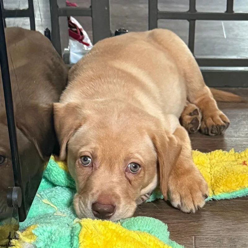 A baby medium-sized male Labrador Retriever dog named Puptart for adoption in Cincinnati, OH